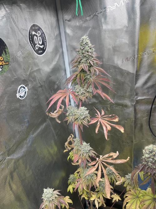 Pink Sunset. Silentseeds. Week 15