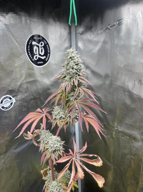 Pink Sunset. Silentseeds. Week 15