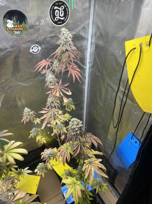 Pink Sunset. Silentseeds. Week 15