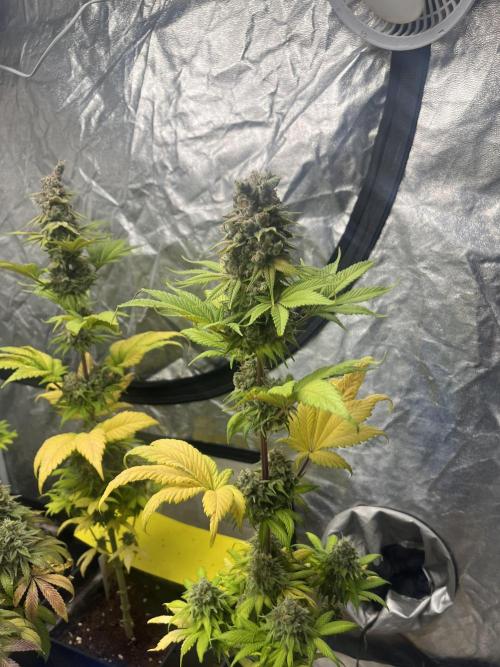 Kiwi x Papaya. Mavericks Genetics. Week 15
