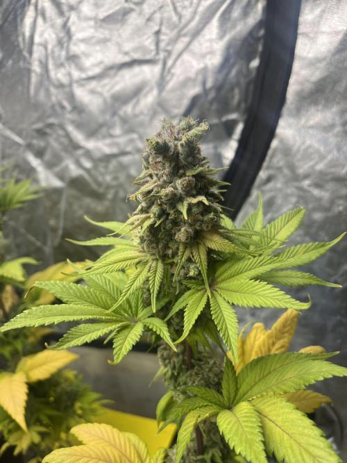 Kiwi x Papaya. Mavericks Genetics. Week 15