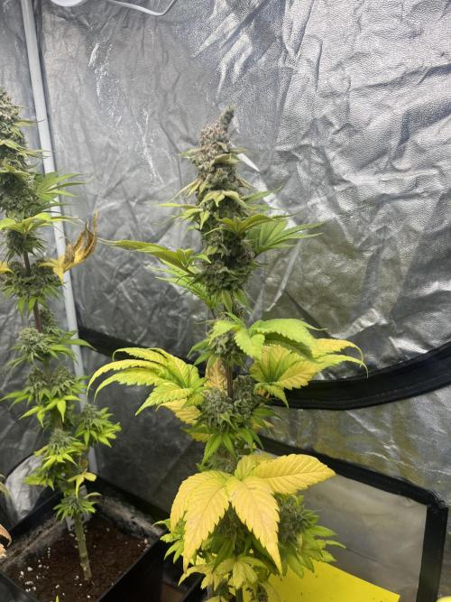 Kiwi x Papaya. Mavericks Genetics. Week 15
