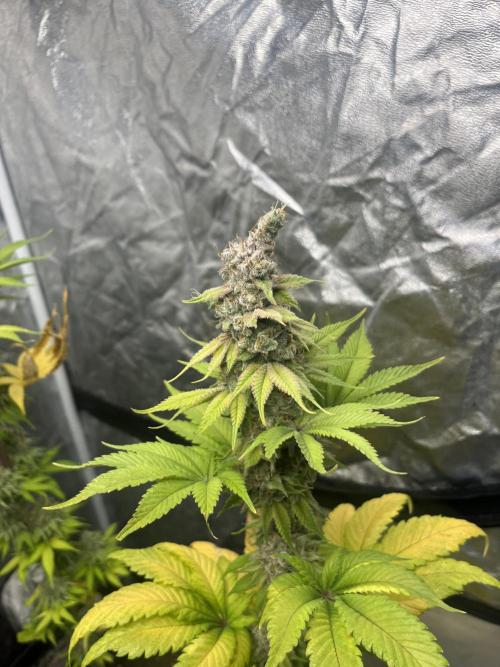 Kiwi x Papaya. Mavericks Genetics. Week 15
