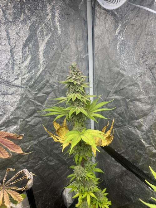 Kiwi x Papaya. Mavericks Genetics. Week 15