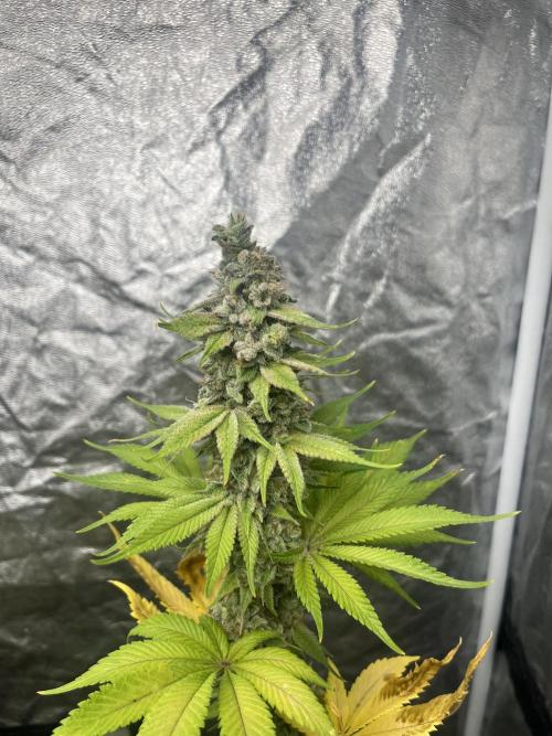 Kiwi x Papaya. Mavericks Genetics. Week 15