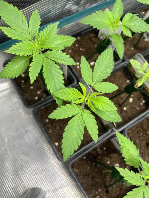 Mandarine Panties. Seedstockers. Week 2