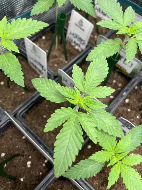 Mandarine Panties. Seedstockers. Week 2