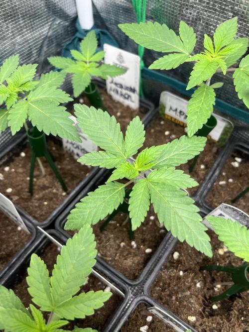 Mandarine Panties. Seedstockers. Week 2