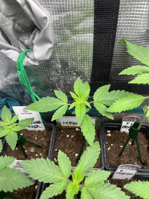 Mandarine Panties. Seedstockers. Week 2