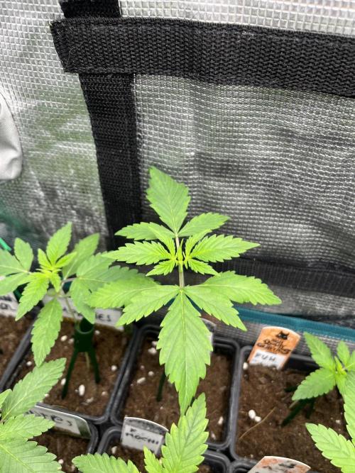 Forbidden Mochi. Seedstockers. Week 2