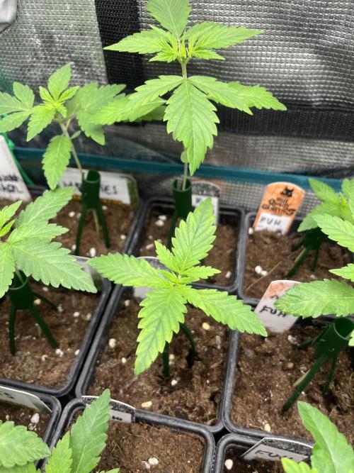 Forbidden Mochi. Seedstockers. Week 2