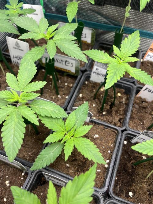 Forbidden Mochi. Seedstockers. Week 2