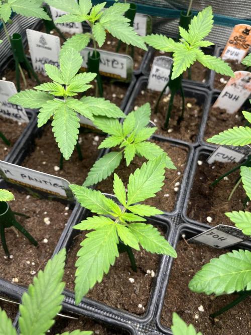 Forbidden Mochi. Seedstockers. Week 2