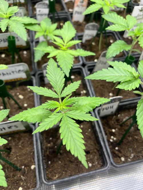 Forbidden Mochi. Seedstockers. Week 2
