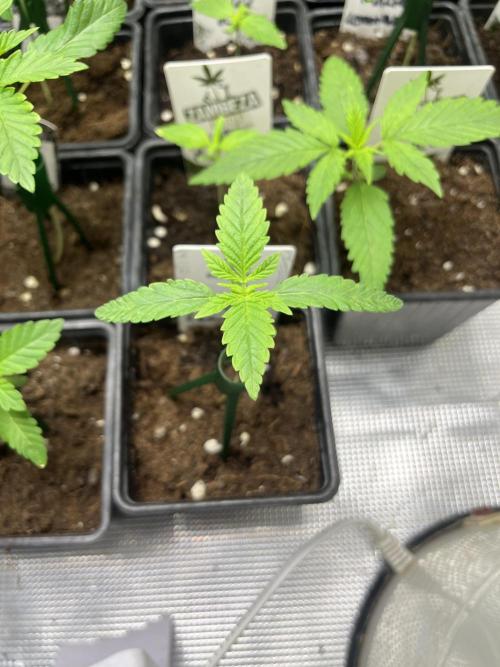 Purple Lemonade FF. Fastbuds. Week 2
