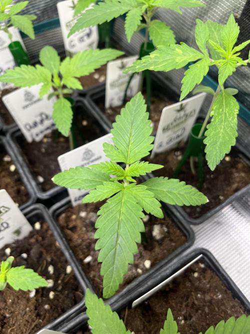 Purple Lemonade FF. Fastbuds. Week 2
