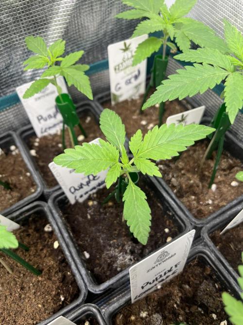 Purple Lemonade FF. Fastbuds. Week 2