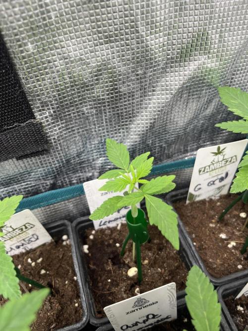 Purple Lemonade FF. Fastbuds. Week 2
