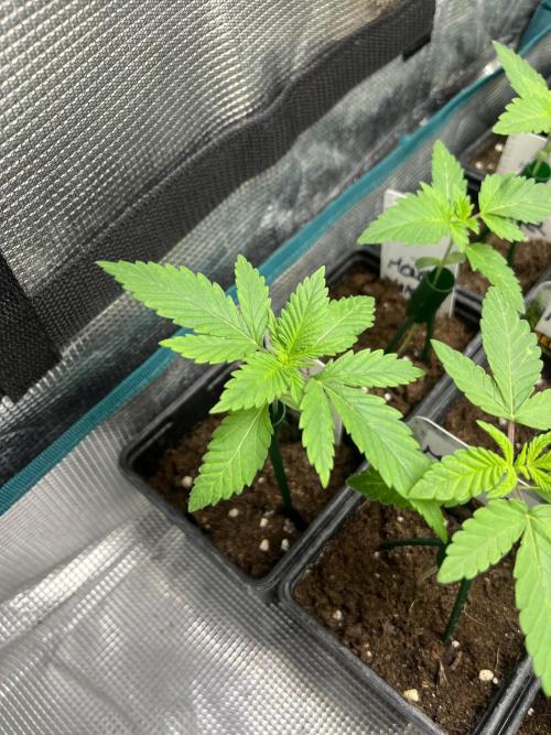 Gorilla Girl F1. Sweetseeds. Week 2