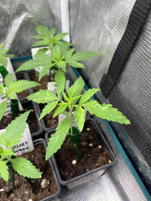 Gorilla Girl F1. Sweetseeds. Week 2