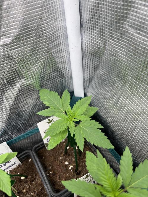 Gorilla Girl F1. Sweetseeds. Week 2