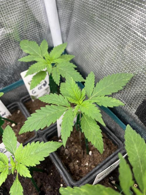 Gorilla Girl F1. Sweetseeds. Week 2
