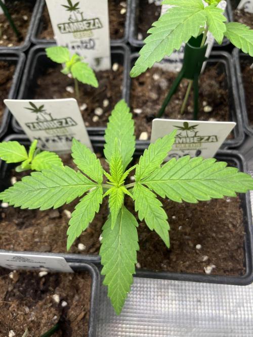Gorilla Girl F1. Sweetseeds. Week 2