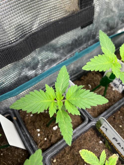 Monster Maker. Sweetseeds. Week 2