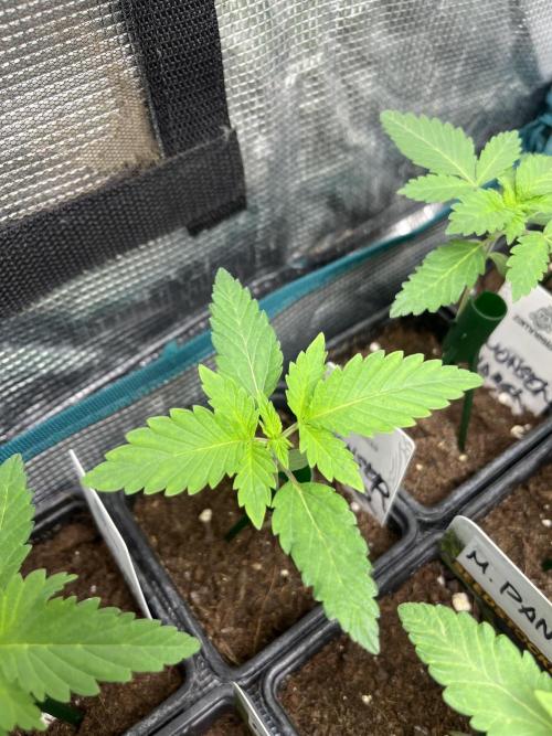Monster Maker. Sweetseeds. Week 2