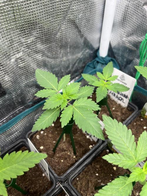 Monster Maker. Sweetseeds. Week 2