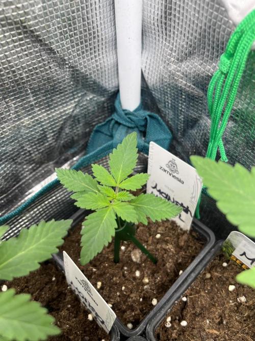 Monster Maker. Sweetseeds. Week 2
