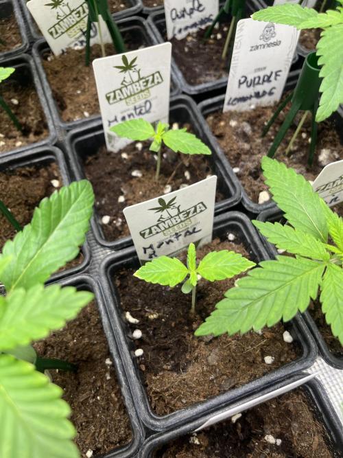 Mental Rainbow fast. Sweetseeds. Week 2