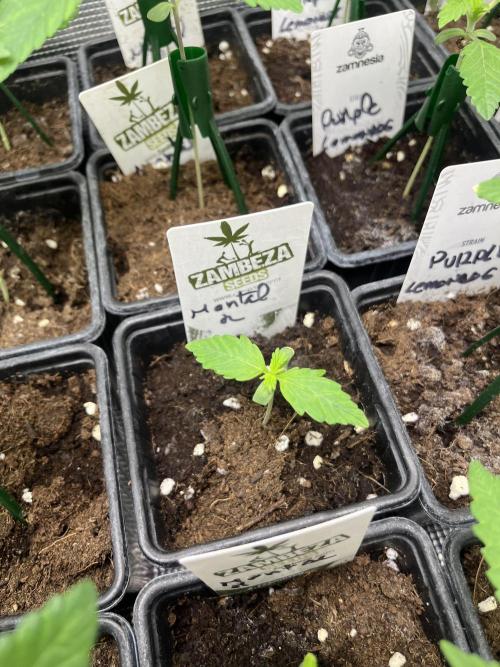 Mental Rainbow fast. Sweetseeds. Week 2