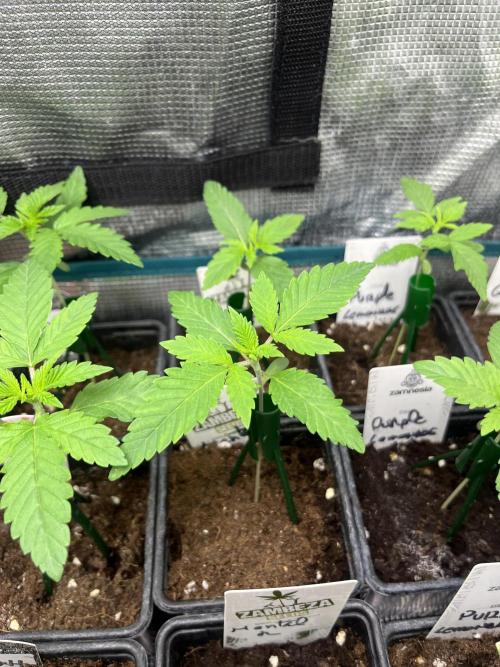 Mental Rainbow fast. Sweetseeds. Week 2