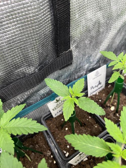 Mental Rainbow fast. Sweetseeds. Week 2