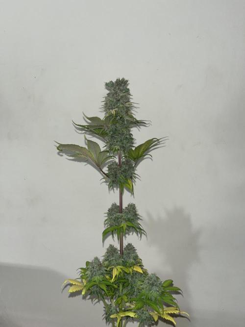 Kiwi x Papaya. Mavericks Genetics. Week 16