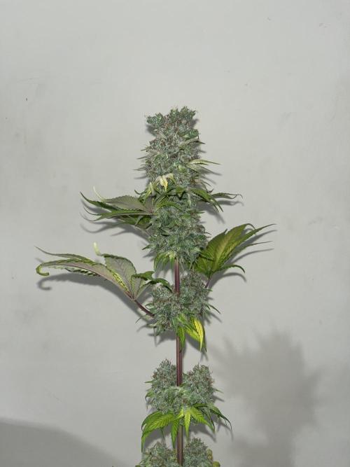 Kiwi x Papaya. Mavericks Genetics. Week 16