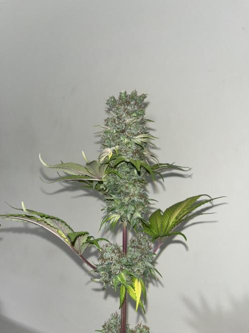 Kiwi x Papaya. Mavericks Genetics. Week 16