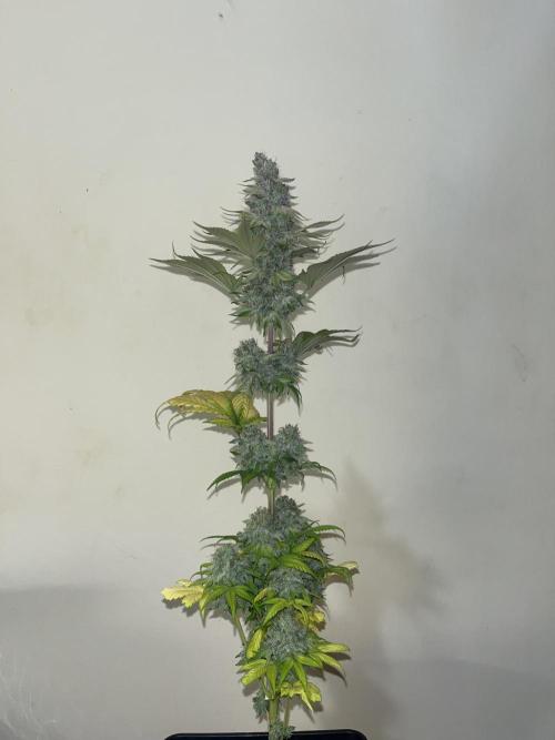 Kiwi x Papaya. Mavericks Genetics. Week 16