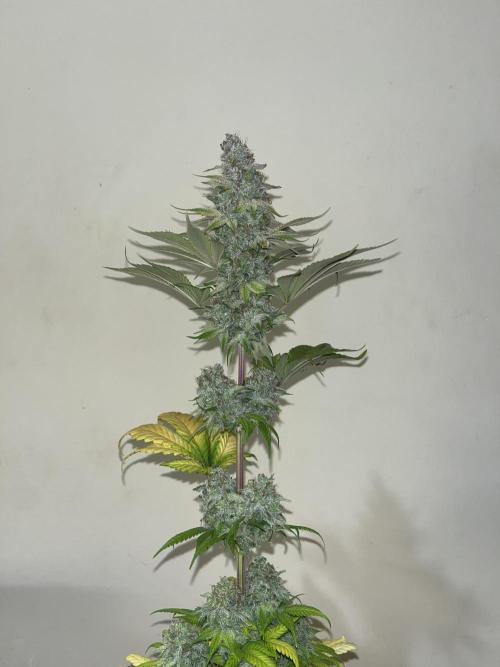 Kiwi x Papaya. Mavericks Genetics. Week 16