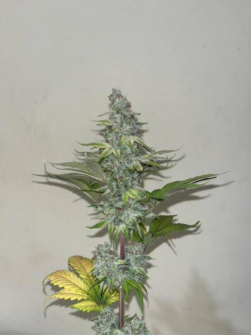 Kiwi x Papaya. Mavericks Genetics. Week 16