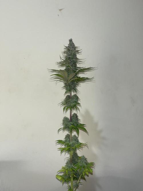 Kiwi x Papaya. Mavericks Genetics. Week 16
