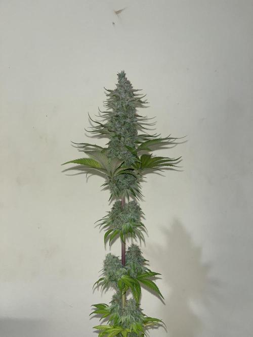 Kiwi x Papaya. Mavericks Genetics. Week 16
