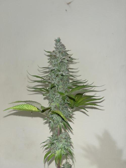 Kiwi x Papaya. Mavericks Genetics. Week 16