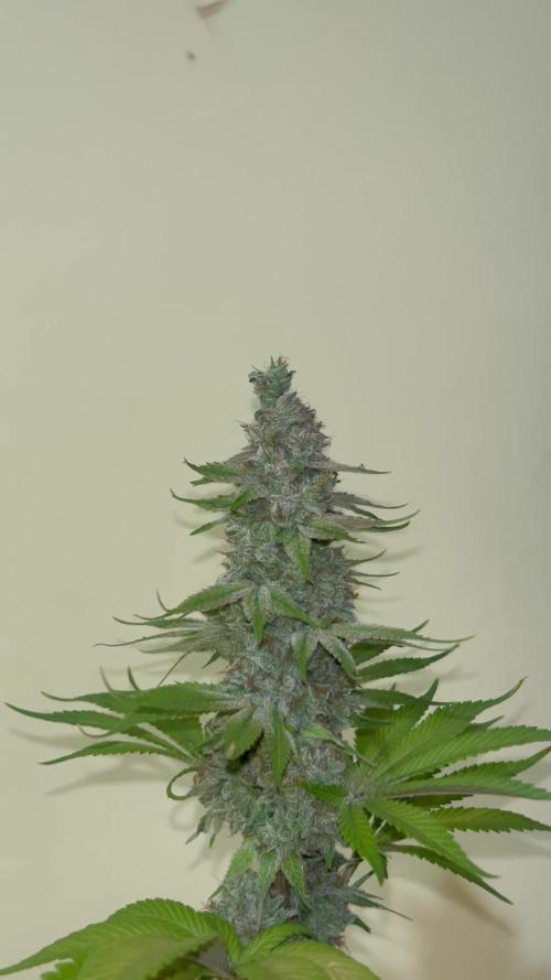 Kiwi x Papaya. Mavericks Genetics