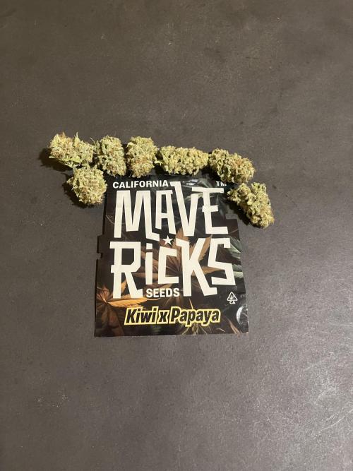 Kiwi x Papaya. Mavericks Genetics. Week 16