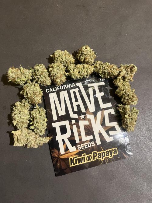 Kiwi x Papaya. Mavericks Genetics. Week 16