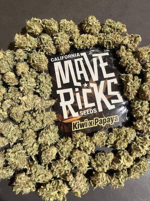 Kiwi x Papaya. Mavericks Genetics. Week 16
