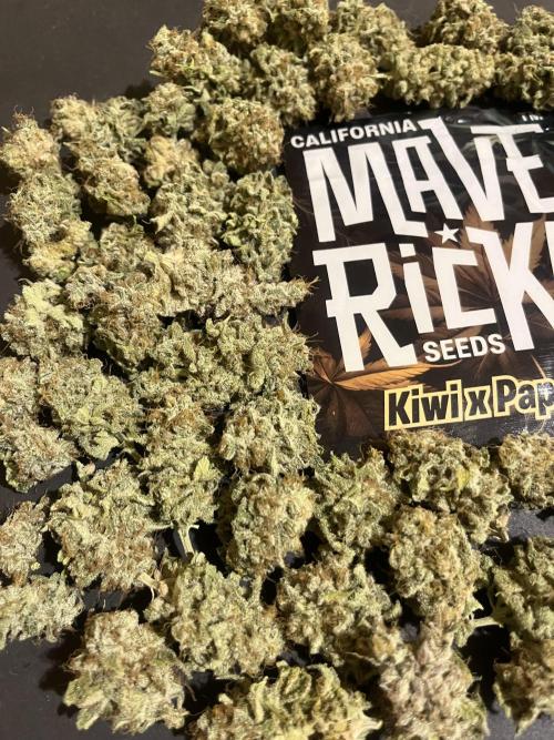 Kiwi x Papaya. Mavericks Genetics. Week 16
