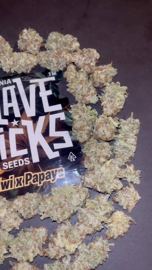 Kiwi x Papaya. Mavericks Genetics